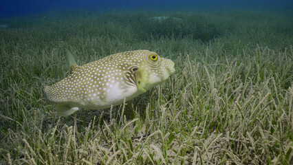 Broadbarred Toadfish or White-spotted puffer (Arothron hispidus) swims over seagrass bed among...