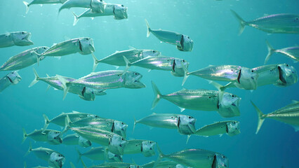 Shoal of Striped Mackerel or Indian Nackerel (Rastrelliger kanagurta) swims in blue water with open...