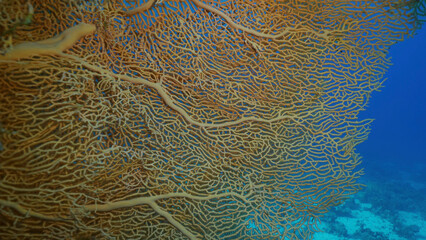 Close up of soft coral Giant Gorgonian or Sea fan (Subergorgia mollis) in coral garden at sea depth, Red sea, Safaga, Egypt