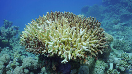 Bleached Hard Table Coral Acropora. Bleaching and death of corals from excessive seawater heating due to climate change and global warming. Decolored corals in Red Sea, Safaga, Egypt - obrazy, fototapety, plakaty