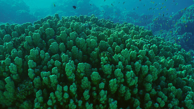 Hard corals colony Porites, school of colorful tropical fish swims above top of coral reef in brightly sun rays, Backlighting (Contre-jour) Red sea, Safaga, Egypt