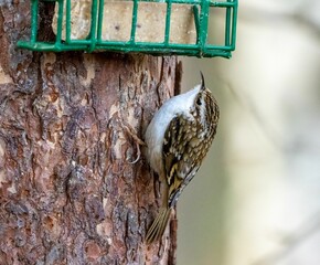 Tree creeper bird perched on tree trunk