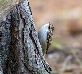 Tree creeper bird perched on tree trunk