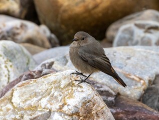 Male black redstart bird perched atop a rocky outcrop