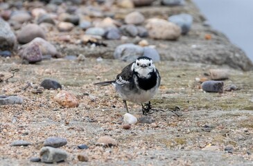 Pied wagtail bird perched on a stone wall at the edge of a harbor, looking out over the water