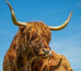 Closeup of a fluffy brown highland cattle enjoying the sunshine on the background of the blue sky