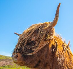 Closeup of a fluffy brown highland cattle enjoying the sunshine on the background of the blue sky