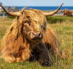 Fluffy brown highland cattle enjoying the sunshine in the green field