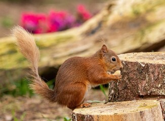 Close-up of a red squirrel perched atop a wooden tree stump in a natural outdoor environment
