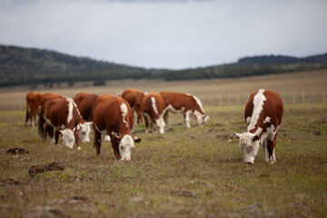 Fototapeta na wymiar Cattle Ranch in south patagonia argentina