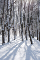 snow covered trees in the forest