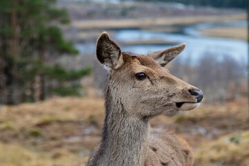 Adult female deer in a grassy field, gazing downwards with a body of water in the background