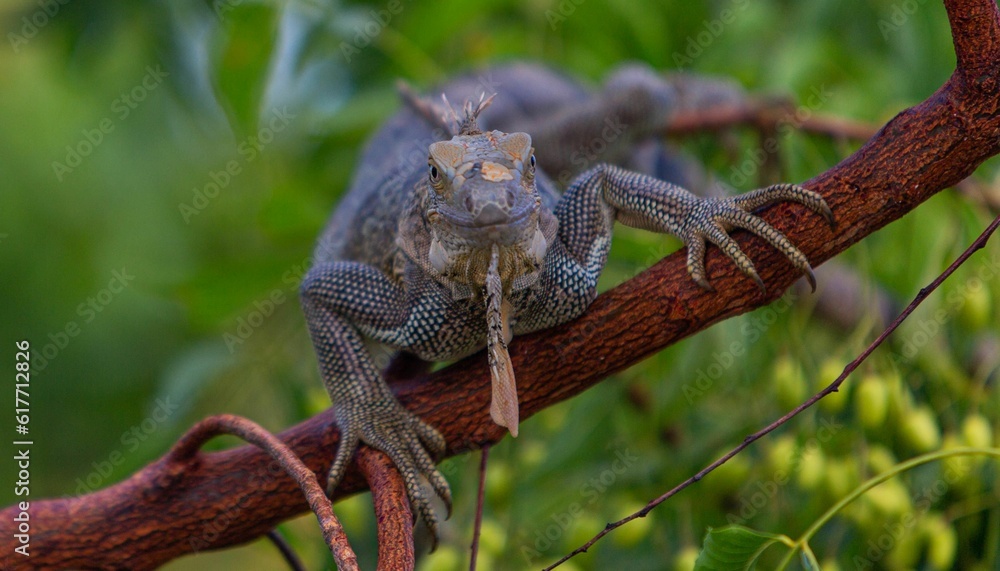 Poster a big iguana on a tree branch with a blurred background