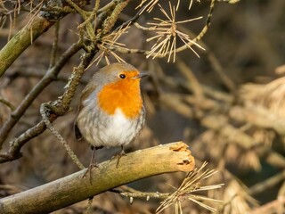 Of a redbreast robin (Erithacus rubecula) perched on the branch of a tree