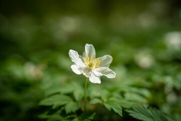 a lone flower sits in the middle of a green area