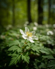 White blossom growing in a lush green field surrounded by tall trees