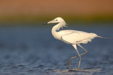 White Egret is standing on the surface of a tranquil body of water