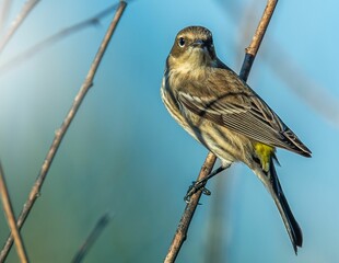 Small  Myrtle warbler bird perched on a tree branch in an open sky on a sunny day