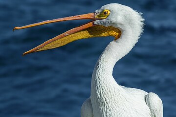 Beautiful white American white pelican, with its beak open