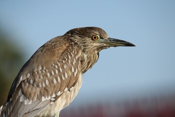 Small heron bird, looking off to the side