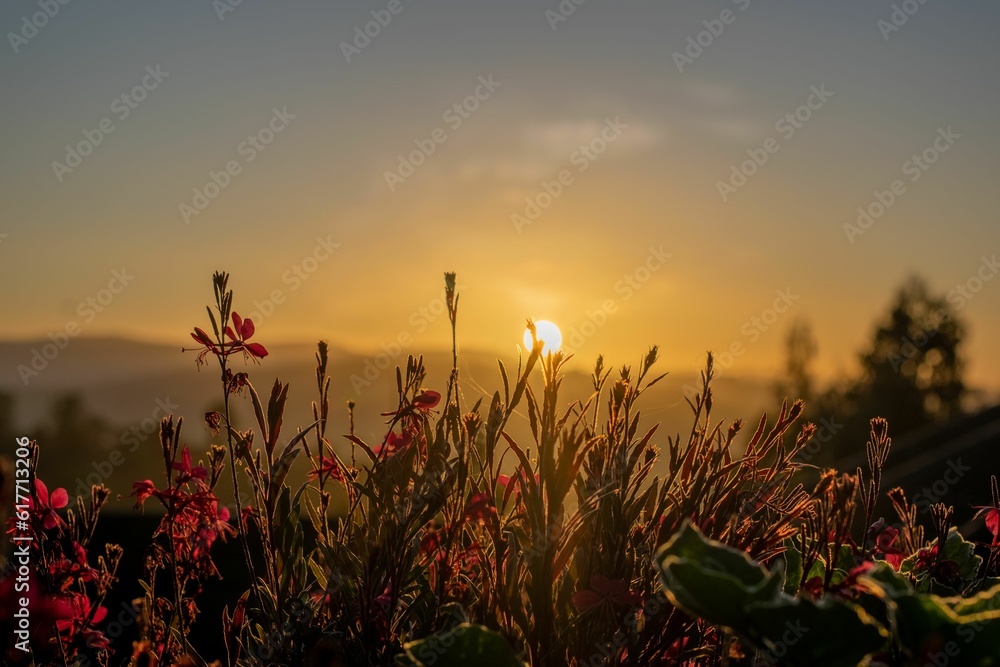 Poster flowers in a field on top of a hill at sunset