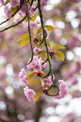 this cherry tree has the most pink blossoms in the world