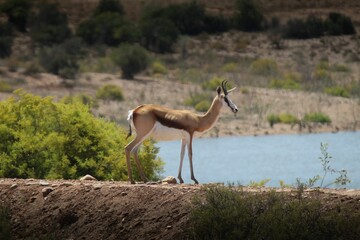 Brown Springbok standing on the lakeside in spring