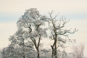 Bare trees covered in white snow on a cold winter day in the forest