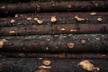 Closeup of weathered tree trunks in a forest