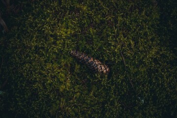 Top view of a pine cone on green moss
