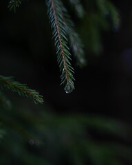 Closeup of a lush pine tree with droplets of dew glistening on its lush green foliage