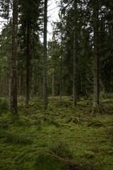 Beautiful view into a moody dark forest in Germany
