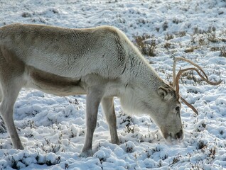 Herd of reindeer grazing in a field covered with snow in winter in  Cairngorm, Scotland