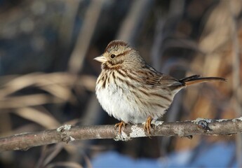 Selective focus shot of an old-world sparrow bird perched on a tree branch
