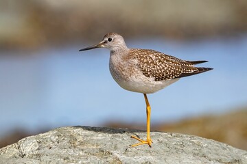 Sandpiper bird perched on a large rock near a body of water