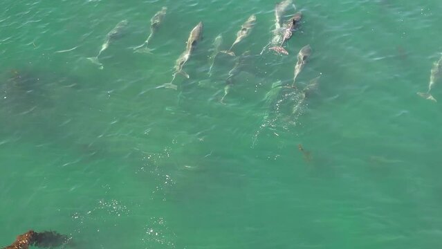Slow motion of a group of dolphins swimming in the blue waters of the ocean on a sunny day