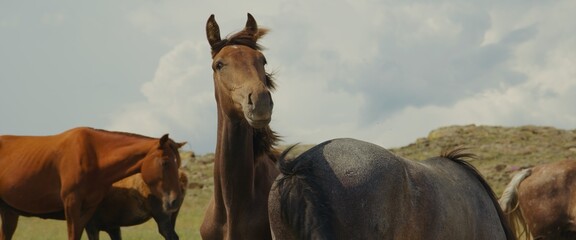 Graceful brown horse stallion looking at camera. Portrait close-up horse looking at camera. Herd of...