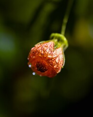 an orange flower is on a branch of a plant with water droplets