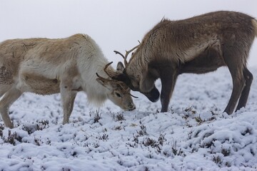 Reindeer battle with antlers in a winter landscape on a foggy day