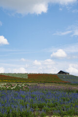 Fototapeta na wymiar 北海道の富良野にあるラベンダーや様々なお花がきれいな菅野ファーム