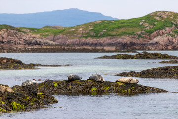 This photo shows a group of seals laying on a rock near the Isle of Mull in Scotland