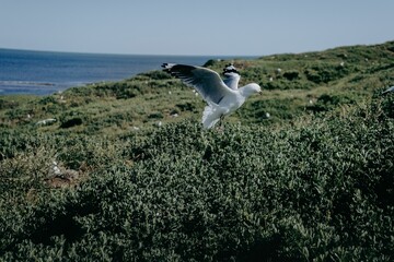 Fototapeta premium White European herring gull gracefully flying over the crest of a grassy hill, wings outstretched