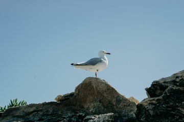 Red-billed gull perched atop a large rocky outcrop against the blue sky