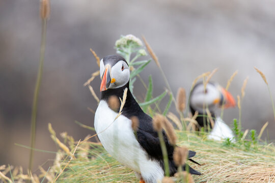 This photo shows a beautiful puffin or also named sea parrot which is a sea bird. The puffin comes to land for nestling. The picture was made on Staffa near the Isle of Mull, Scotland