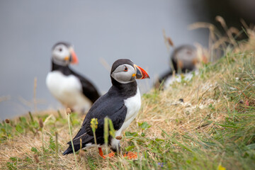 This photo shows a beautiful puffin or also named sea parrot which is a sea bird. The puffin comes...
