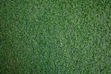 Fototapeta premium Field of fresh green lawn grass texture natural background .