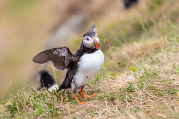 This photo shows a beautiful puffin or also named sea parrot which is a sea bird. The puffin comes to land for nestling. The picture was made on Staffa near the Isle of Mull, Scotland