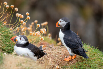 This photo shows a beautiful puffin or also named sea parrot which is a sea bird. The puffin comes to land for nestling. The picture was made on Staffa near the Isle of Mull, Scotland