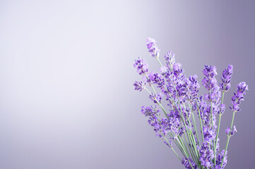 Obraz premium lavender flowers on background purple wall