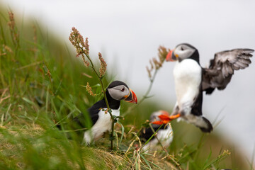 This photo shows a beautiful puffin or also named sea parrot which is a sea bird. The puffin comes to land for nestling. The picture was made on Staffa near the Isle of Mull, Scotland